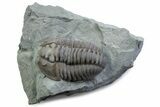 Flexicalymene Trilobite - Mt Orab, Ohio #375240-1